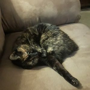 Meet your Posher, Vienna